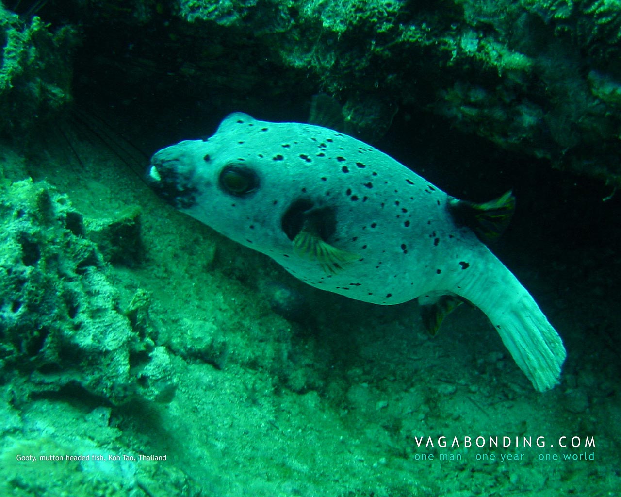 Goofy, mutton-headed fish, Koh Tao, Thailand