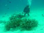 Diver