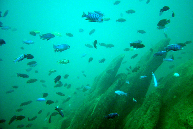 DSC01998_lake_malawi_fish.jpg